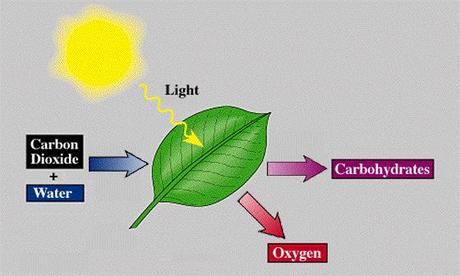 Introducción a los centros de reacción de la fotosíntesis