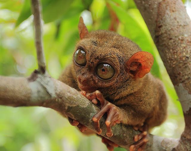 El tarsero filipino, un animal al que la mala suerte ayuda a sobrevivir El tarsero filipino, un animal al que la mala suerte ayuda a sobrevivir