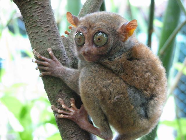 El tarsero filipino, un animal al que la mala suerte ayuda a sobrevivir El tarsero filipino, un animal al que la mala suerte ayuda a sobrevivir
