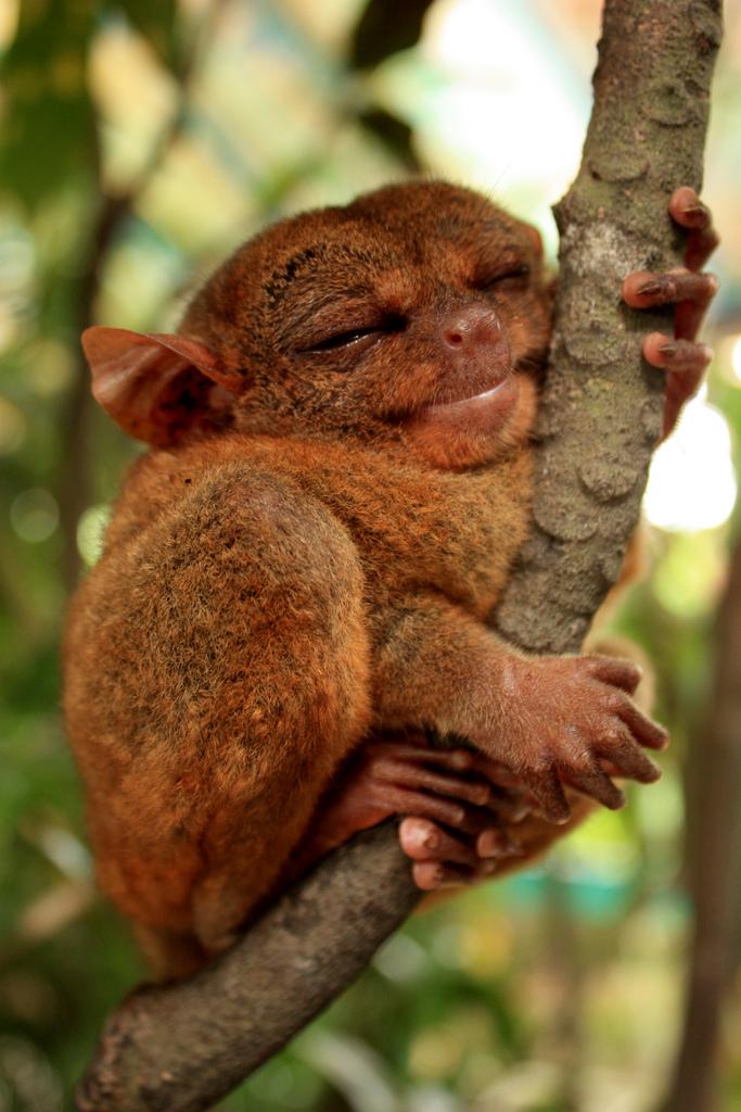 El tarsero filipino, un animal al que la mala suerte ayuda a sobrevivir El tarsero filipino, un animal al que la mala suerte ayuda a sobrevivir