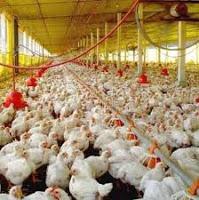 Unas gafas de sol para los pollos más chulos del gallinero