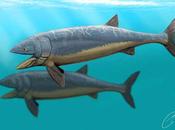 Leedsichthys, mayor prehistórico, podría crecer pies largo
