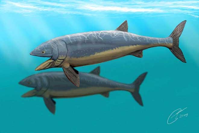 Leedsichthys problematicus