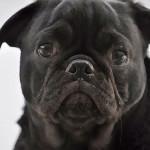 ¿Se puede prevenir el cáncer en los perros? consejos para prevenir el cáncer en los perros