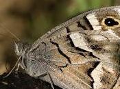 Hipparchia fidia (Linnaeus, 1767) Festón blanco