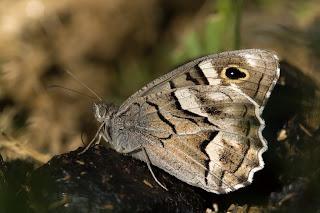 Para ampliar Hipparchia fidia (Linnaeus, 1767) Festón blanco hacer clic
