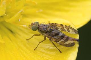 Para ampliar Chaetorellia jaceae (Robineau-Desvoidy, 1830) Mosca de la fruta hacer clic