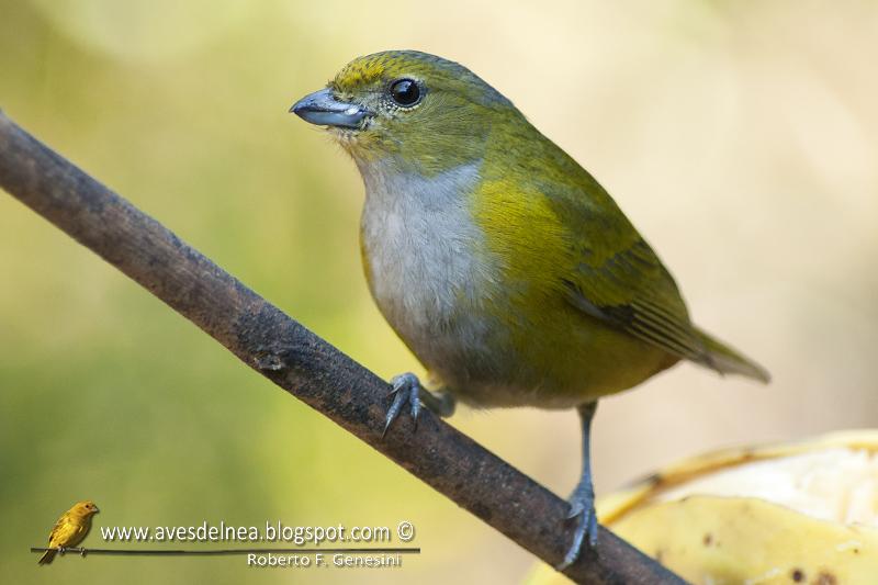 Tangará alcalde (Chestnut-bellied euphonia) Euphonia pectoralis Tangará alcalde (Chestnut-bellied euphonia) Euphonia pectoralis