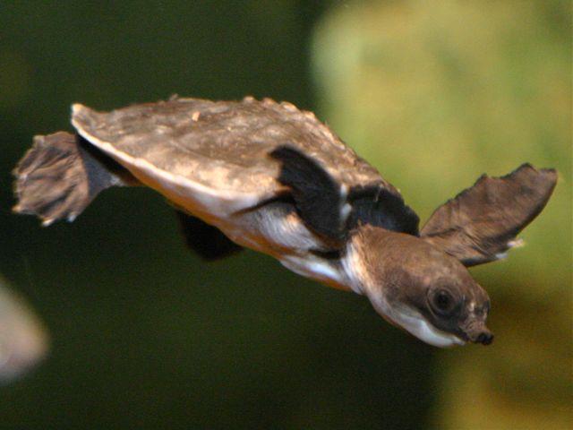 La tortuga de nariz de cerdo, Carettochelys insculpta La tortuga de nariz de cerdo, Carettochelys insculpta