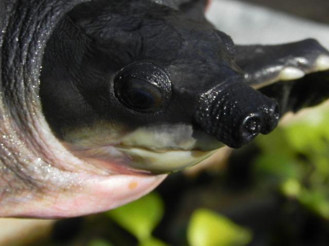 La tortuga de nariz de cerdo, Carettochelys insculpta La tortuga de nariz de cerdo, Carettochelys insculpta