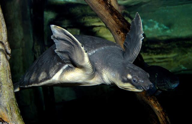 La tortuga de nariz de cerdo, Carettochelys insculpta La tortuga de nariz de cerdo, Carettochelys insculpta