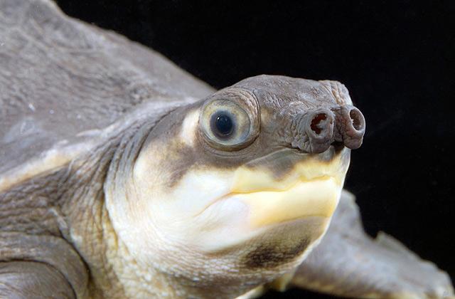 La tortuga de nariz de cerdo, Carettochelys insculpta La tortuga de nariz de cerdo, Carettochelys insculpta