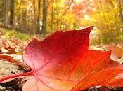 Martes Llega Otoño.