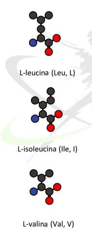 Bcaa's esenciales