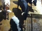 finaliza feria taurina priego festejo rejones