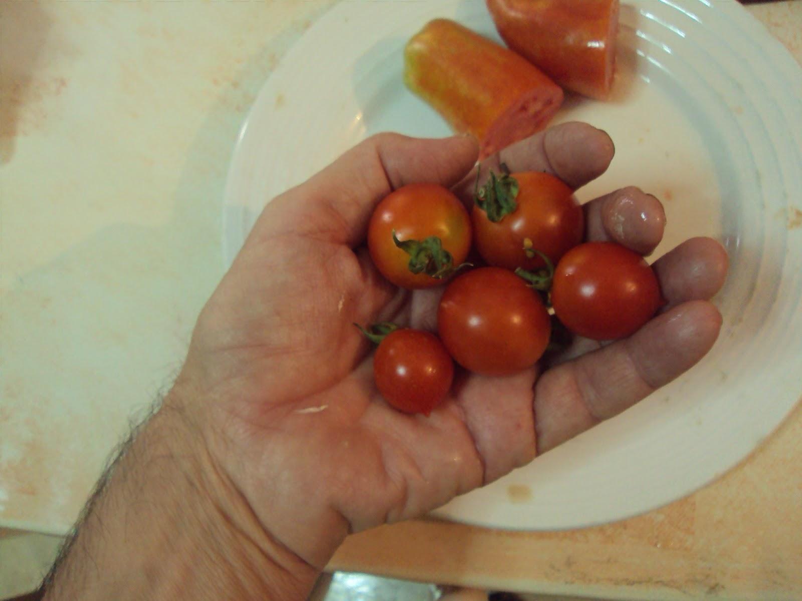 VARIEDADES DE TOMATES