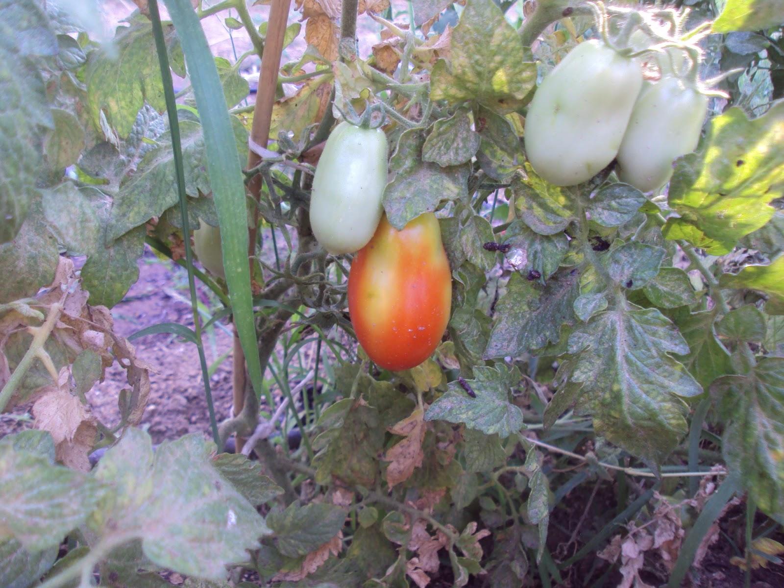 VARIEDADES DE TOMATES