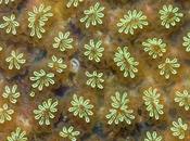 ascidia podría ayudar regeneración extremidades