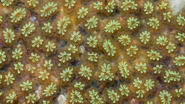 ascidia estrella (Botryllus schlosseri)