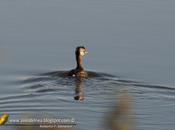 Macá común (White-tufted Grebe) Rollandia rolland
