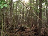 Aokigahara, el bosque de los suicidas