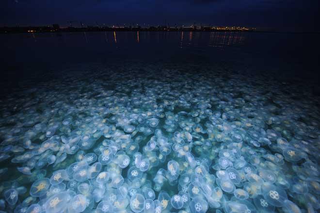 bloom de medusas luna