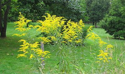 Verdes de fin de verano