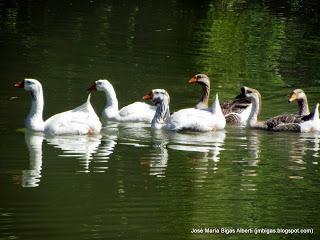 Turín: Navegando por el río Po Turín: Navegando por el río Po