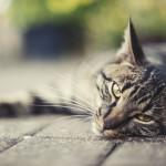 Infección por estafilococos en los gatos infección por estafilococos en los gatos