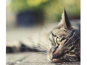 Infección estafilococos gatos