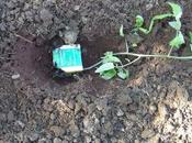 Cultivar Tomates. Trucos Hortelano