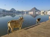 momento sacrificar vacas sagradas