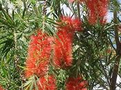Callistemon rigidus