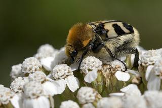 Trichius fasciatus (Linnaeus, 1758) Escarabajo abeja