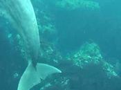 primera imágenes eyaculación espontánea delfín