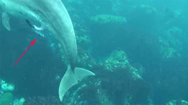 eyaculación espontánea de un delfín