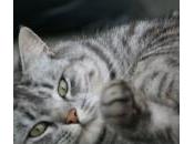 Infección hígado gatos