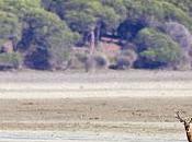 ESPECIAL NATURALEZA: "Doñana Cumple Años Entre Protección Amenazas Constantes"