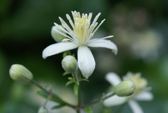 CLEMATIS, Clematide (Clematis vitalba)