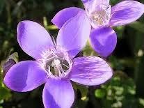 GENTIAN Gentiana amarella