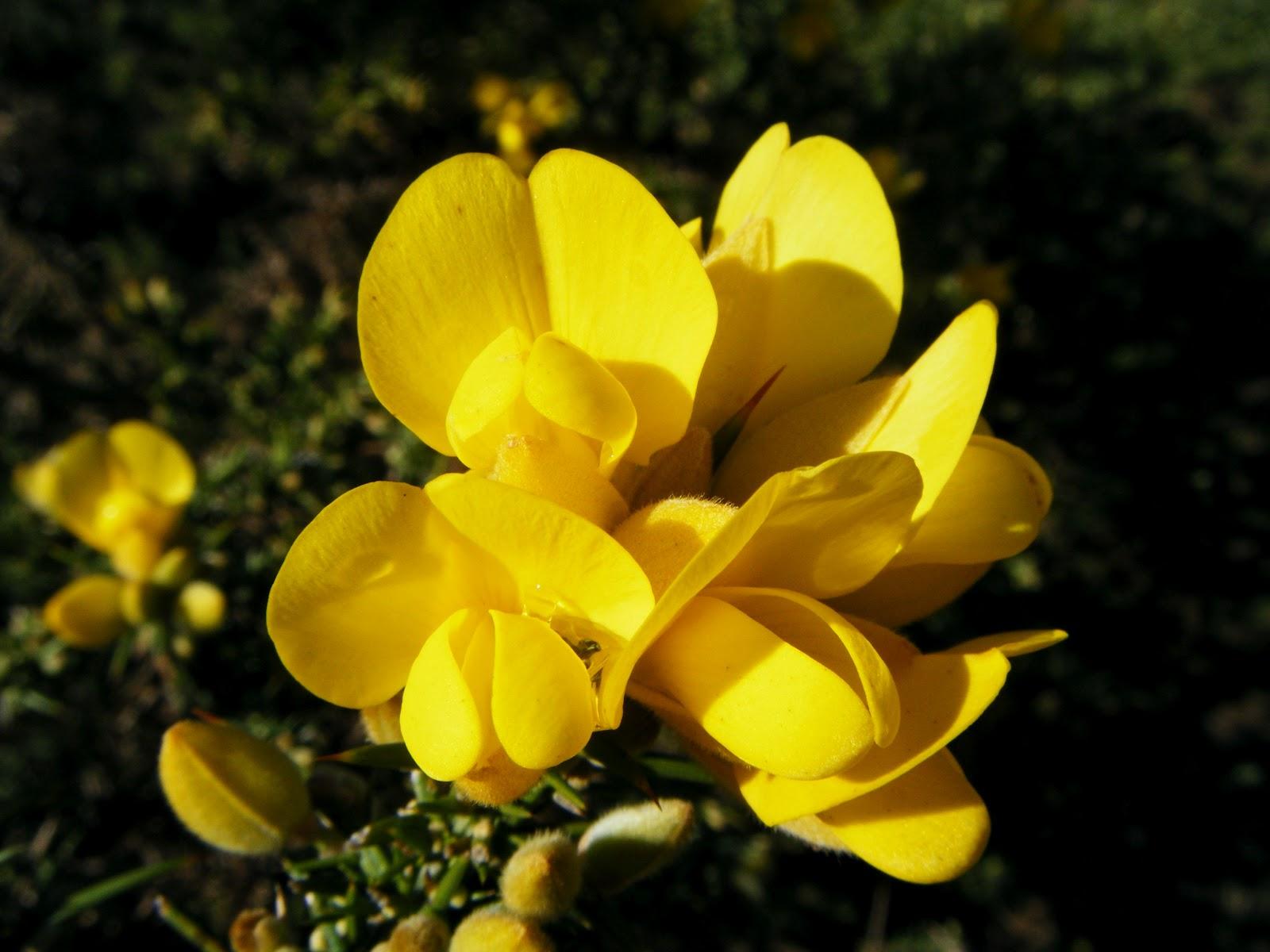 GORSE aulaga
