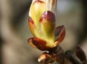 CHESNUT brote castaño-