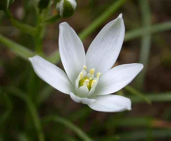 STAR OF BETHLEHEM estrella de Belen