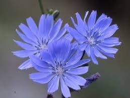CHICORY achicoria