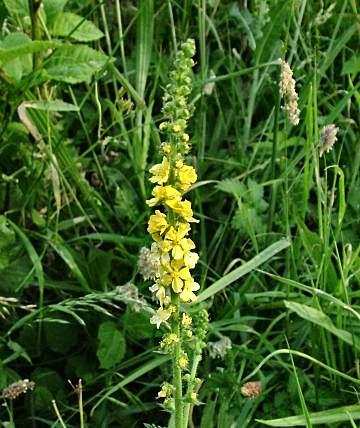 AGRIMONY- agrimonia