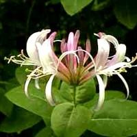 HONEYSUCKLE madreselva