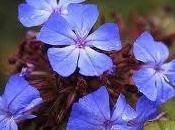 CERATO ceratostigma