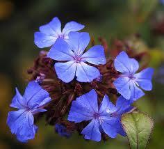 CERATO ceratostigma
