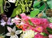 Flores Bach para mascotas