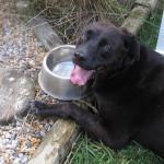 tu mascota necesita agua limpia